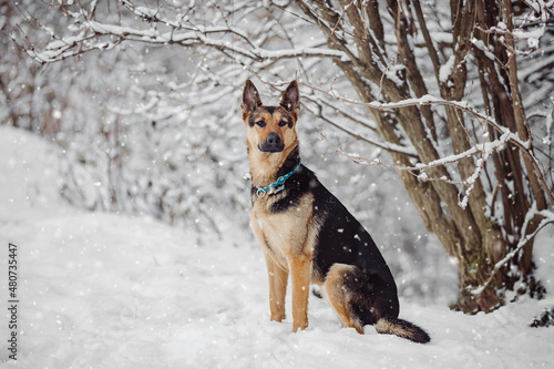 German Sheperd dog winter snow