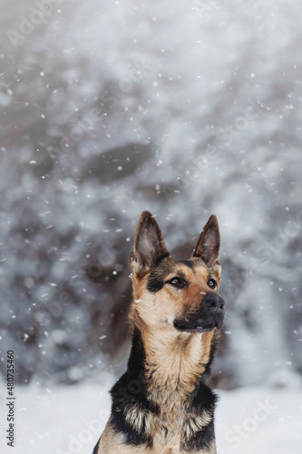 German Sheperd dog winter snow