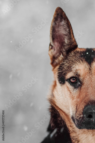 German Sheperd dog winter snow
