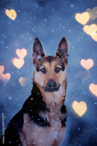 German Sheperd dog winter snow