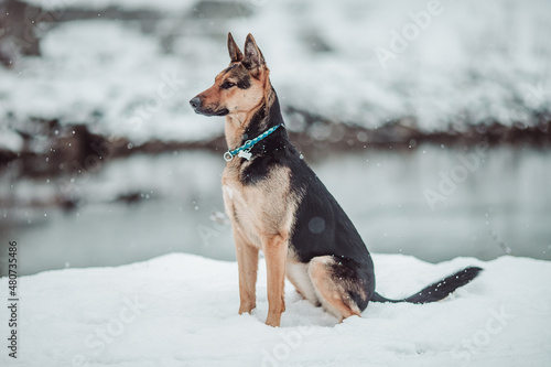 German Sheperd dog winter snow