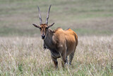 Elen Antilope