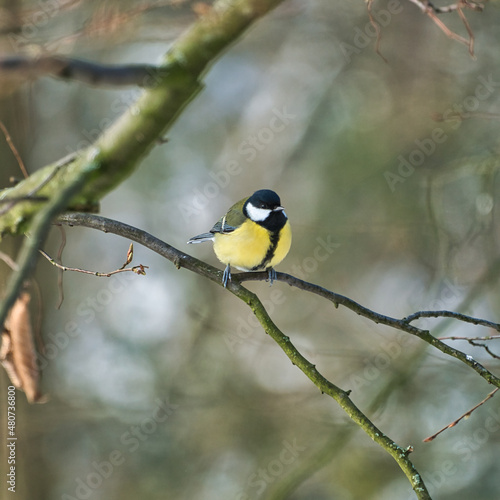 one greathungry great tit in the winter tit on a tree at a cold and sunny winter day