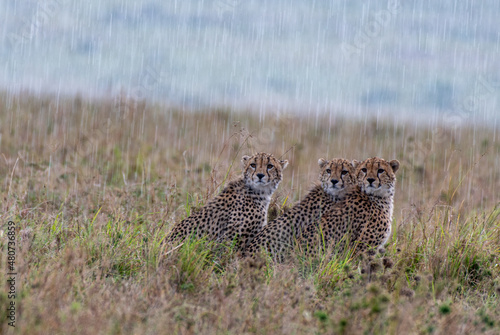 Drei Geparde im Regen photo