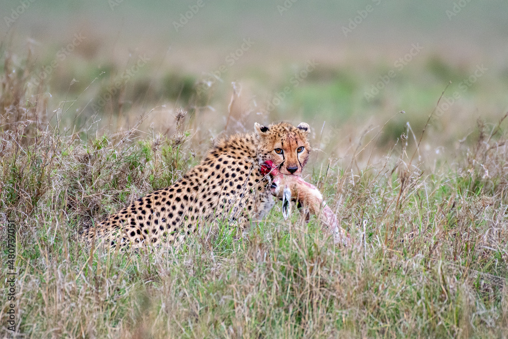 Naklejka premium Gepard mit Beute
