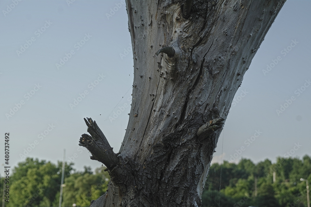 Fototapeta premium tree