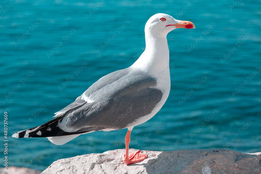 Fototapeta premium Seagull by the sea