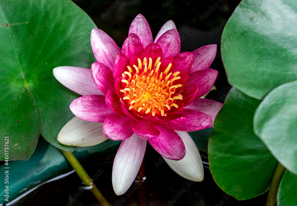 pink lotus flower