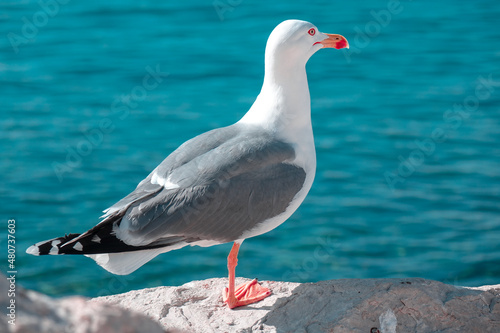Seagull by the sea