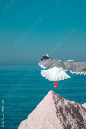 Seagull by the sea