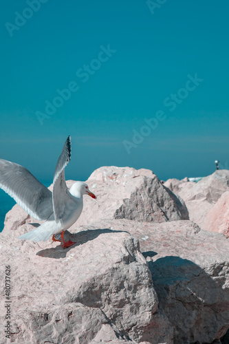 Seagull by the sea