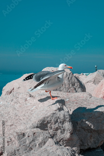 Seagull by the sea