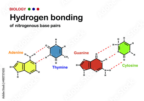 Biology diagram show hydrogen bond of DNA nitrogenous base pair photo