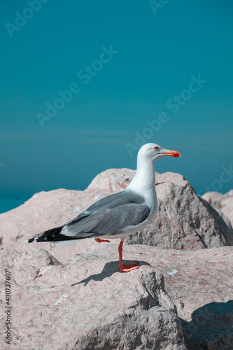 Seagull by the sea