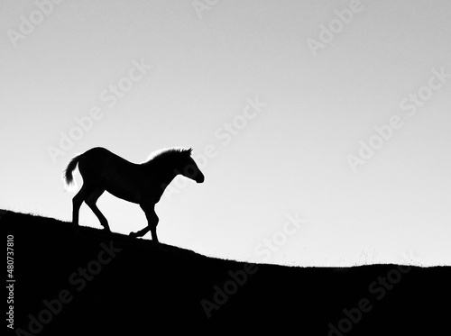 silhouette of a horse in the desert