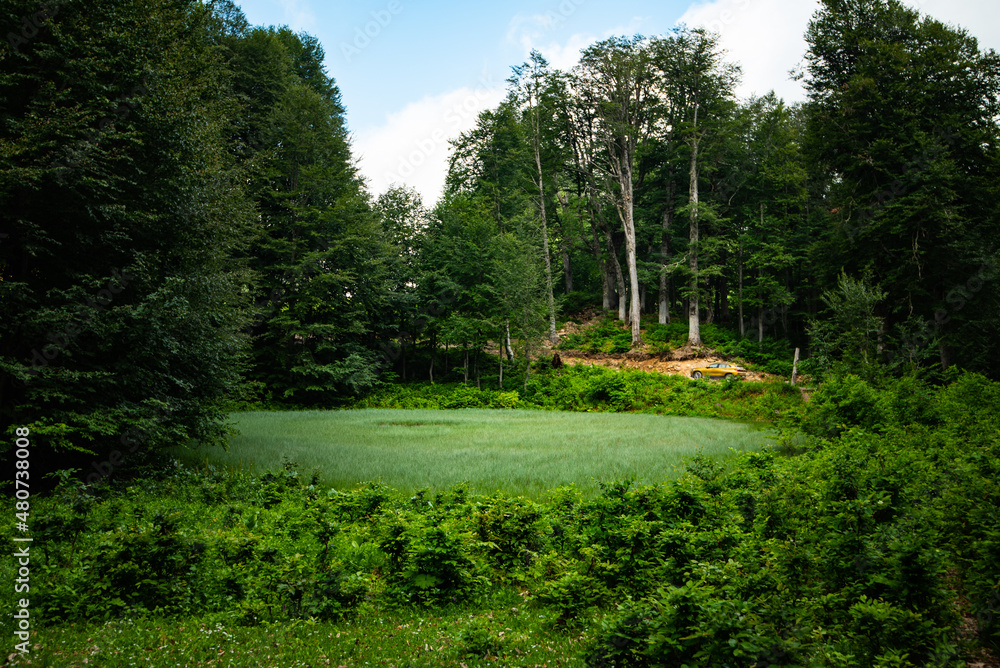 Beautiful colorful summer spring natural landscape with a lake in Park Beautiful colorful summer spring natural landscape with a lake in Park