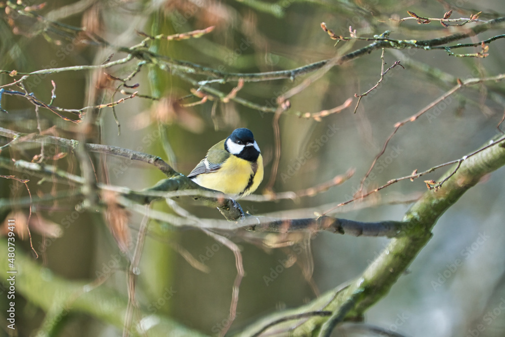 one greathungry great tit in the winter tit on a tree at a cold and sunny winter day one greathungry great tit in the winter tit on a tree at a cold and sunny winter day