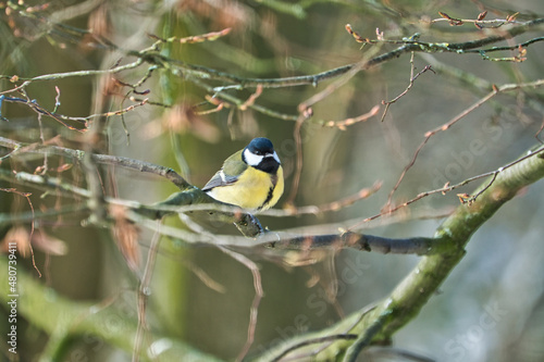 one greathungry great tit in the winter tit on a tree at a cold and sunny winter day © Bullysoft