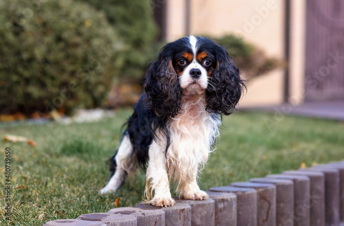 Canvas Print dog cavalier king charles spaniel for a walk in summer autumn on the street