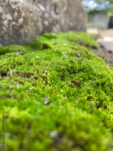 green moss close up background texture