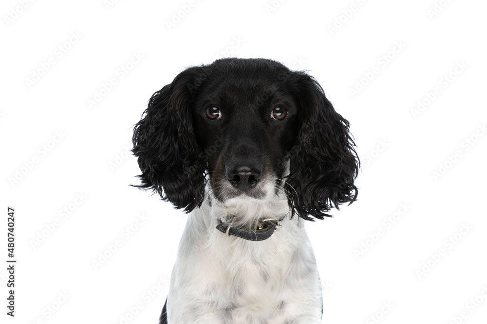 portrait of english springer spaniel dog with collar on white background