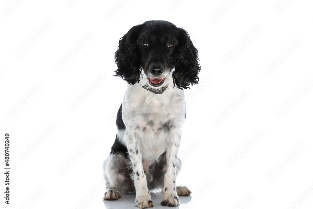 cute english springer spaniel dog panting and looking down