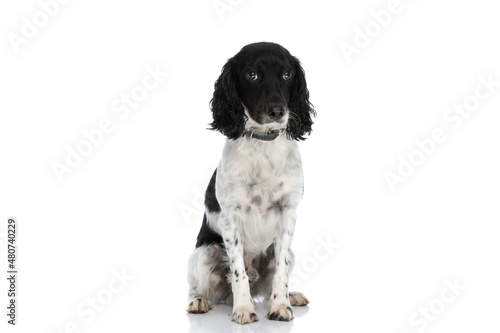 timid english springer spaniel puppy with collar sitting on white background