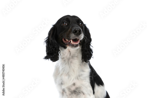 Fototapeta Naklejka Na Ścianę i Meble -  happy english springer spaniel dog panting and looking up