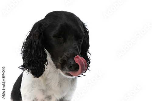 cute english springer spaniel dog licking nose