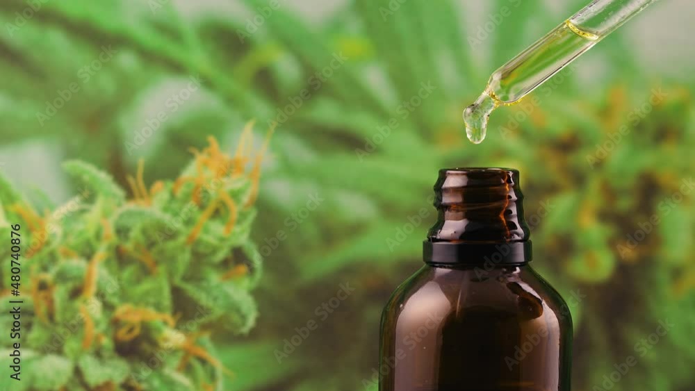 CBD hemp oil droplets dripping into a brown bottle from a pipette, close-up shot. Marijuana green leaves and flowers are visible in the background. CBD hemp oil droplets dripping into a brown bottle from a pipette, close-up shot. Marijuana green leaves and flowers are visible in the background.