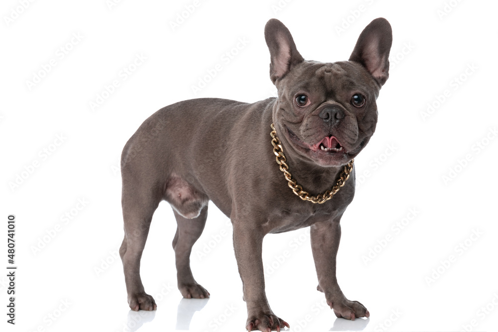 side view of adorable french bulldog puppy sticking out tongue side view of adorable french bulldog puppy sticking out tongue