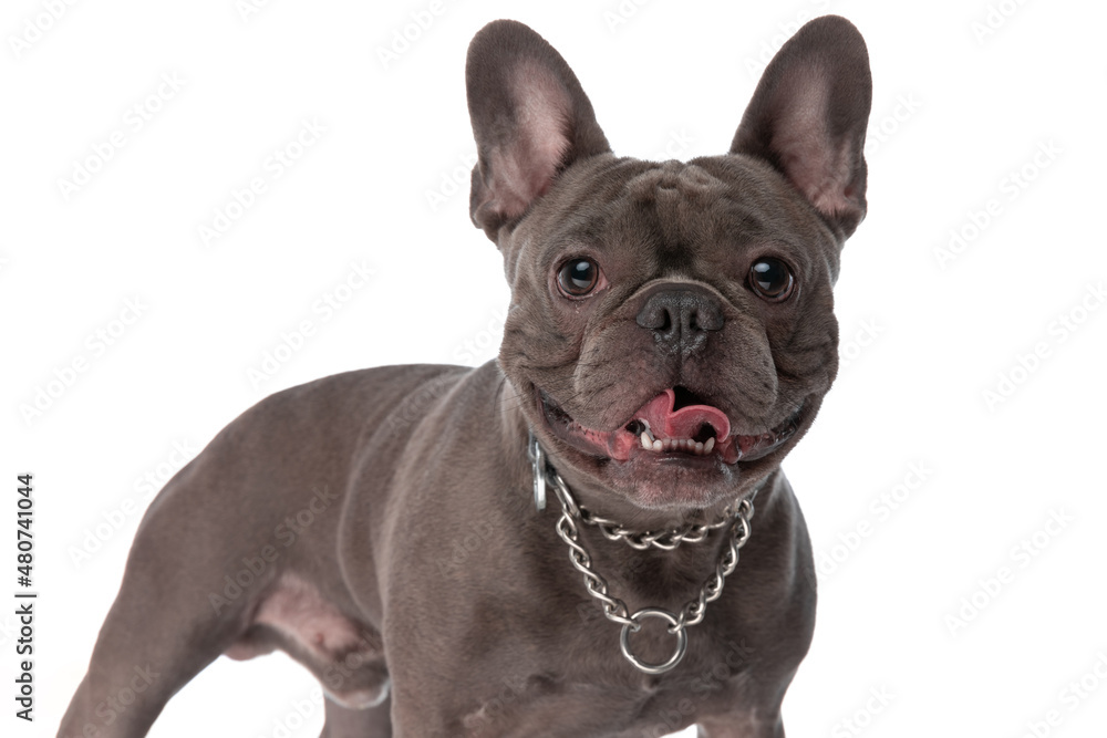 cute french bulldog puppy wearing collar and sticking out tongue