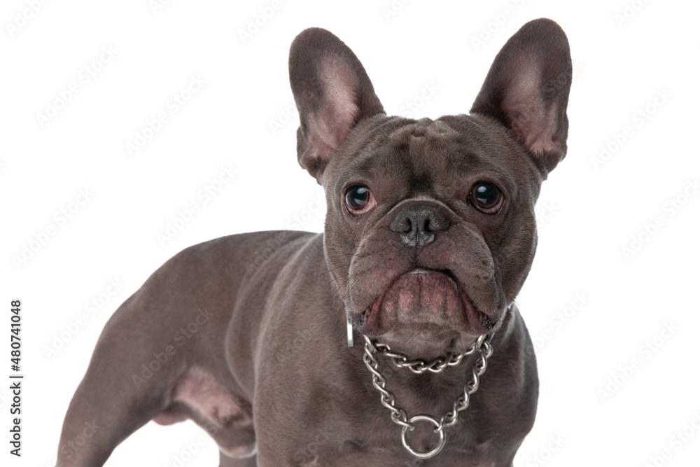 Fototapeta premium small french bulldog dog with collar looking up and standing in studio