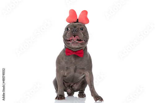 lovely little frenchie puppy with bowtie wearing headband and panting