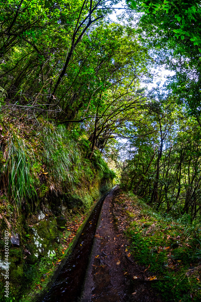 Obraz premium Madeira - Levada do Rei