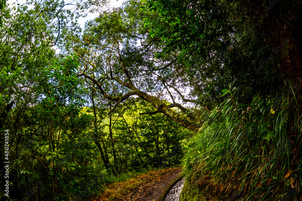 Madeira - Levada do Rei Madeira - Levada do Rei