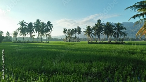 Fresh rice field in the morning
