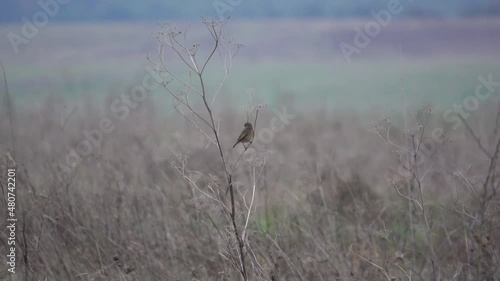 a stonechat (Saxicola rubicola) perched on a tall winter flower stalk in a meadow, Salisbury Plain chalklands, Wiltshire UK photo