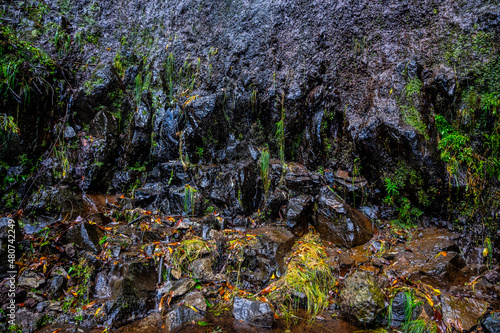 Madeira - Levada do Rei