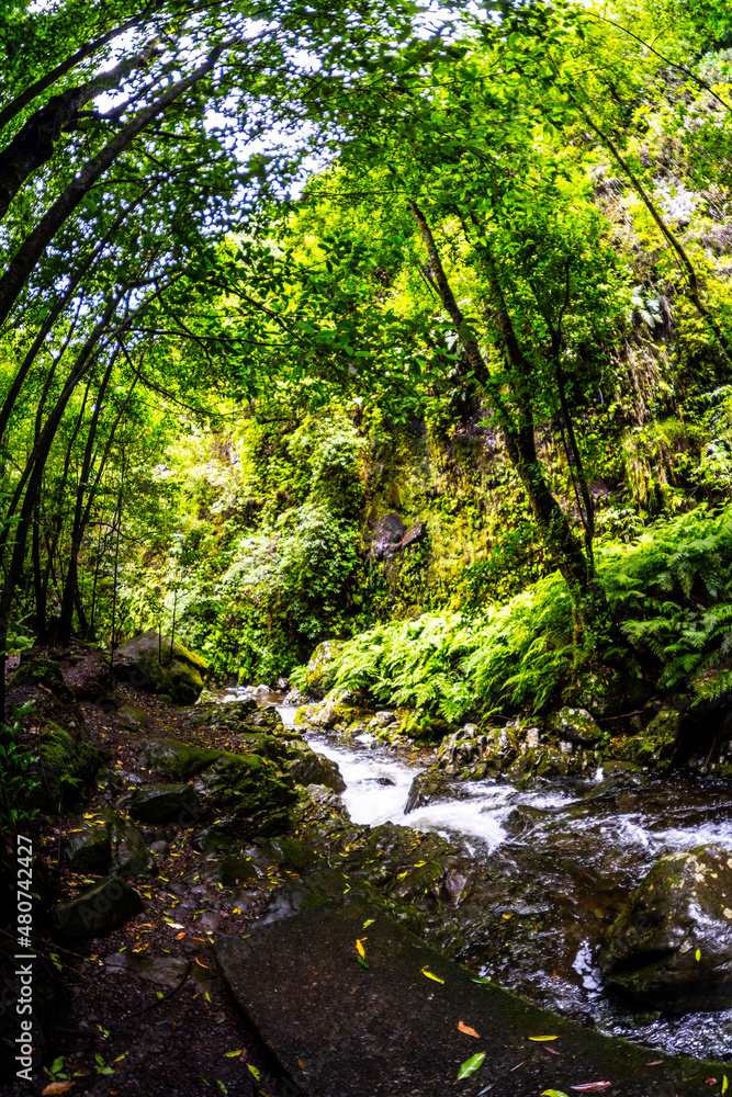 Madeira - Levada do Rei Madeira - Levada do Rei