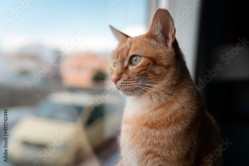 Fototapeta Naklejka Na Ścianę i Meble -  brown tabby cat with green eyes looks outside from the window. close up