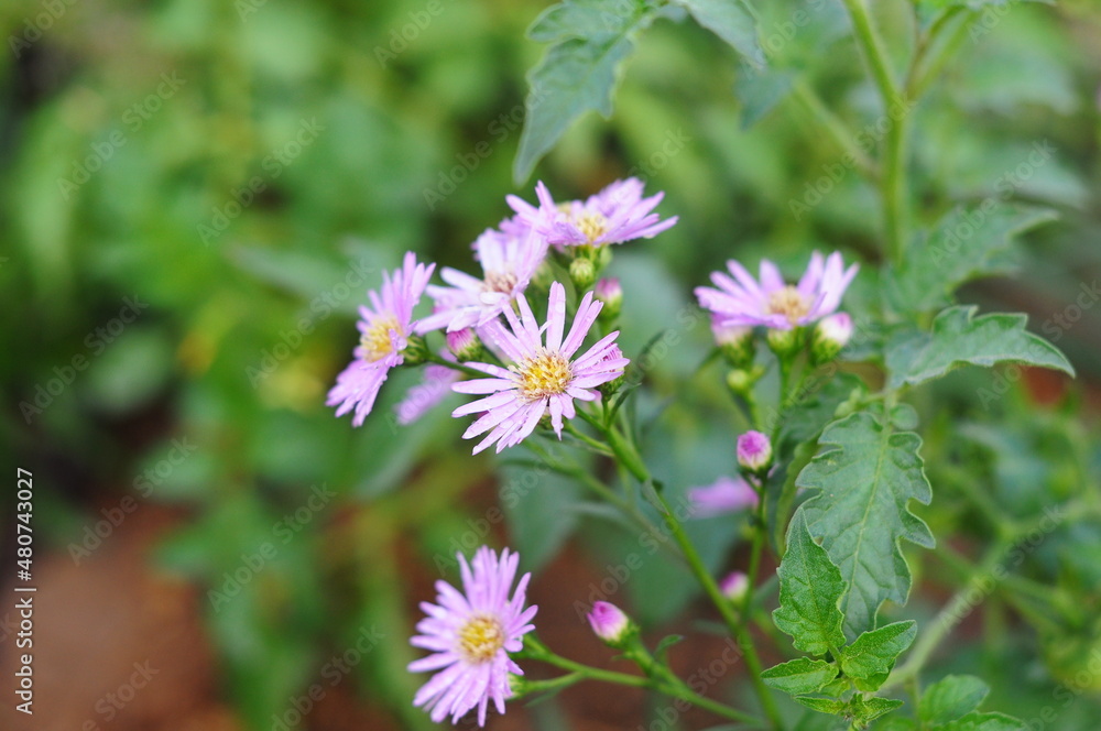 pink Marguerite flowers pink Marguerite flowers