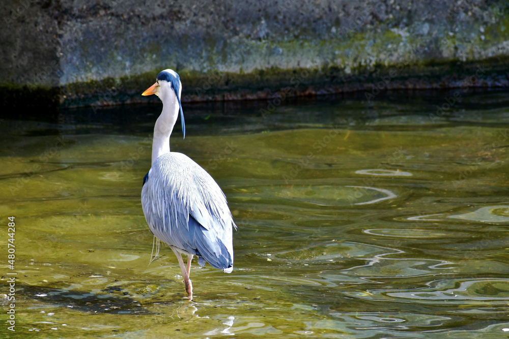 Fototapeta premium Back view of a Grey heron on the Serpentine in Hyde Park, London, UK