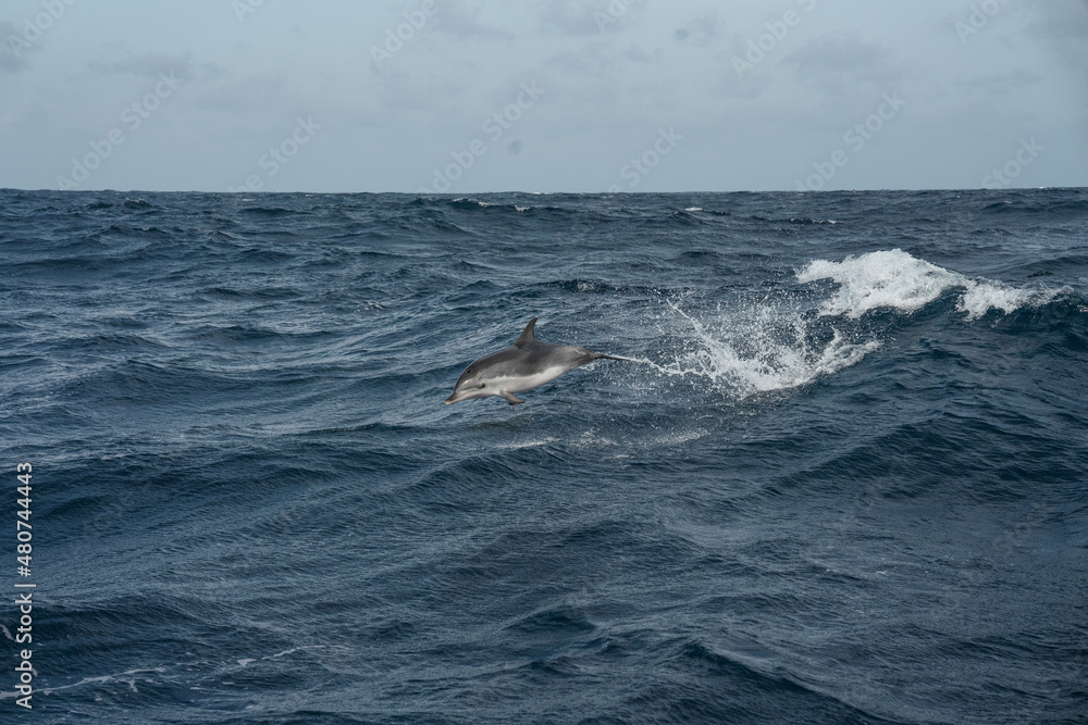 Fototapeta premium dolfin jumping out of a wave in the atlantic