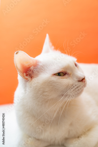 可愛い白猫 オレンジ色背景