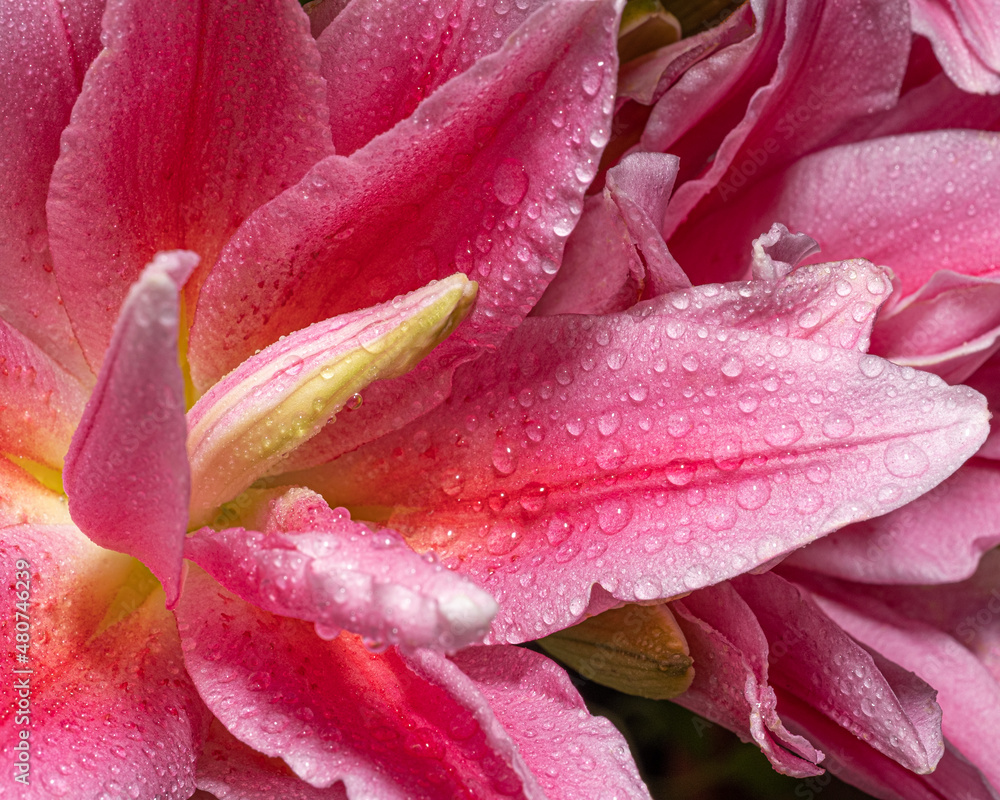 Pink Lily flower with water drops. Macro.