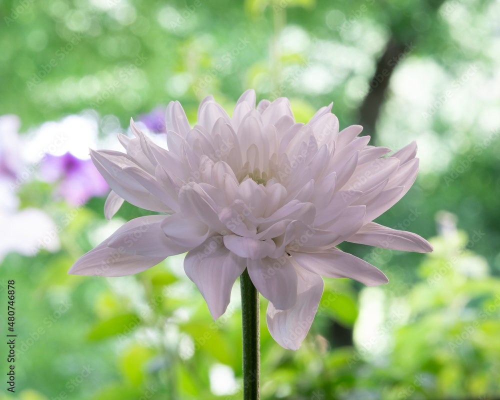 Fototapeta premium White chrysanthemum flower. Colorful bokeh background. Close-up