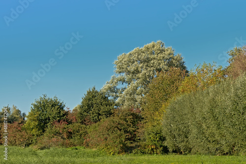 Field with autumn trees and shrubs and reed in the marsh on a sunny autumn day