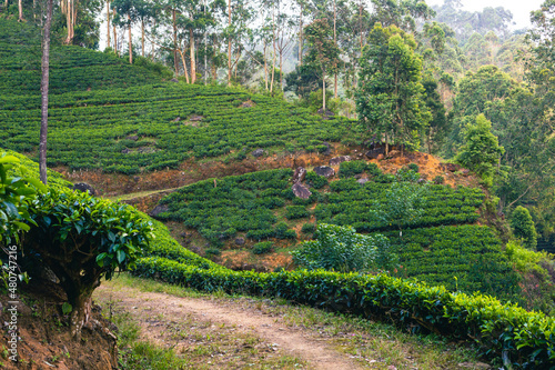 Sri Lanka Tea Plantation. Green Hills Nature Landscape. Nuwara Eliya, Sri Lanka.