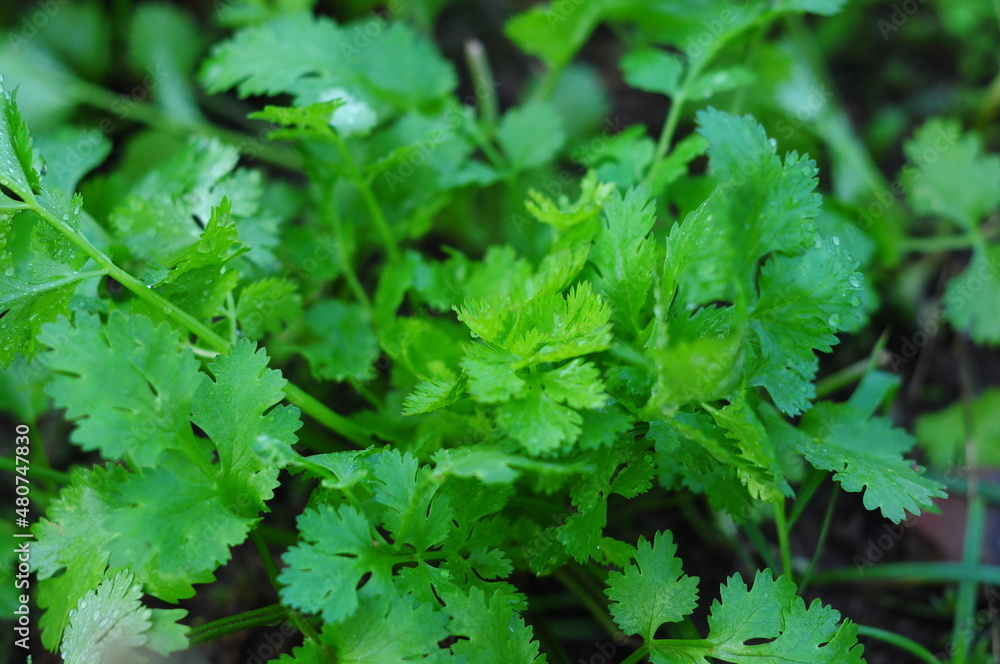coriander leaves of a plant coriander leaves of a plant